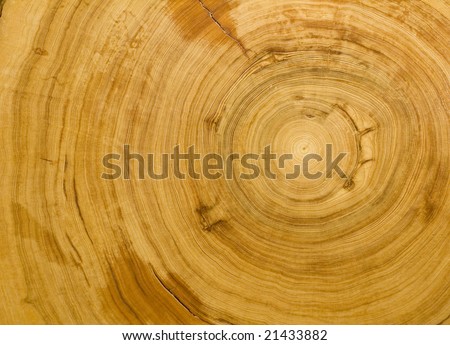 Wood grain texture detailing the tight rings of a 700 year old cypress tree