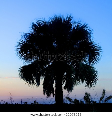 Beautiful vibrant palm tree silhouette at sunset