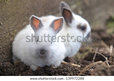 Two rabbits on farm