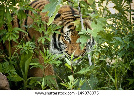 This Malayan Tiger Peers Through The Branches As It Stalks Another Tiger In A Local Zoo Exhibit. The Attention To Detail In Keeping This Exhibit \'Wild\' And Accessible Made For This Great Image.