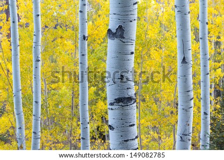 These Aspen Trees in Vail Colorado are lit with blue early morning skylight while behind them the golden yellow color of Fall Aspen Leaves contrasts their color