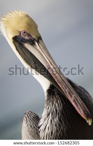 This close up portrait of a Brown Pelican in the Florida Keys, Key West, shows strong feather textures and patterns as well as beautiful color saturation of the gulf coastline.