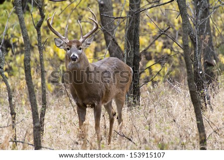 This large White Tail buck was not happy about finding me in such close proximity. He stood as large as he could.  I acknowledged his presence, captured his portrait, and quietly moved on.
