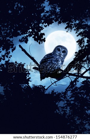 A quiet night, a bright moon rising over the clouds illuminates the darkness, and a Barred Owl sits motionless in the blue moonlight. slight diffuse glow added to enhance scene. All my own components.