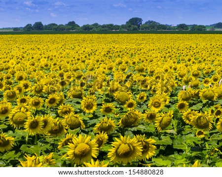 This Kansas Farm Field is filled with a dense crop of bright yellow Sunflowers nearing harvest.