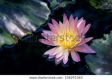 Beautiful rich colors of a waterlily on the water\'s surface. This beautiful Water Lily was photographed in the shade of a large Weeping Willow tree on a calm day with very soft light.