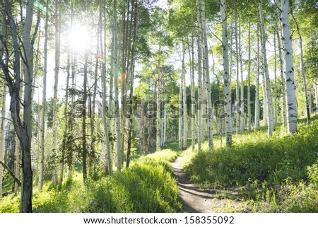 A beautiful summer hiking trail through an Aspen Tree grove on Vail Colorado ski resort mountain