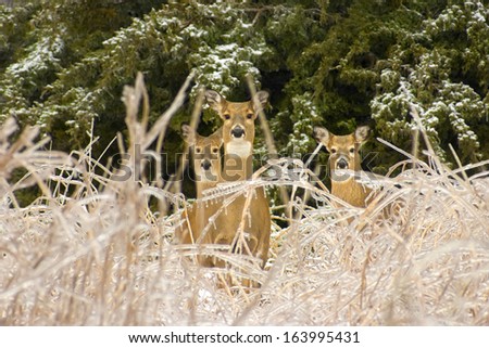Three White Tail deer very quietly approached me, looking over ice covered blue stem grass, after a severe Kansas ice storm. I never heard them coming.