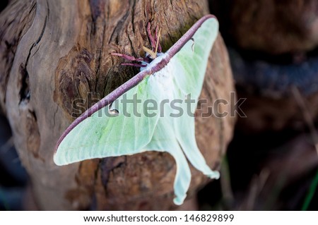 Luna moth on cypress