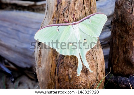 Luna moth on cypress knee