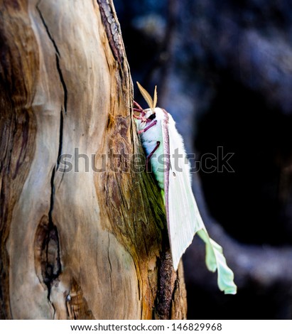 Side view of luna moth on swirly bark