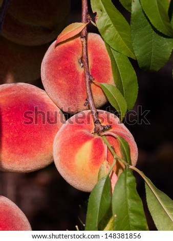 At the peach orchard