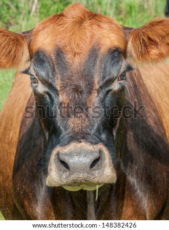 Big brown cow face