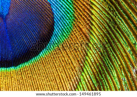 Peacock Feather Closeup