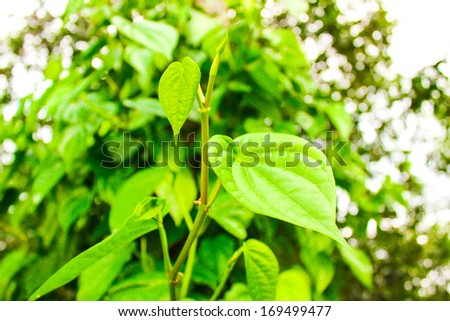 popular green betel leaf eating edible culture of southeast asia, thailand food