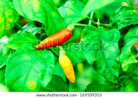 fresh hot red chili pepper on nature plant tree