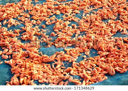 dried shrimp is the best of seafood goods logistic in asia, have been sunlight background