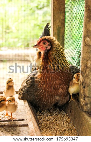 closeup of a mother hen and protecting baby chicks