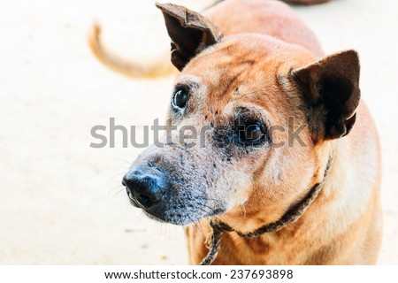 portrait of the thai dog with eye injury