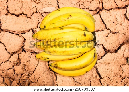 cavendish banana isolated on background