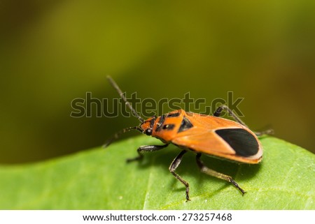 extra soft focus Indian Milkweed Bug, Oncopeltus confusus macro on green leaf