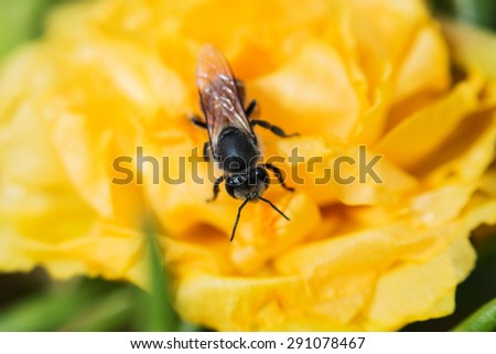 bee on fresh flower beautiful colorful portulaca oleracea in morning, thailand