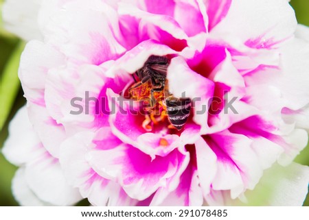bee on fresh flower beautiful colorful portulaca oleracea in morning, thailand