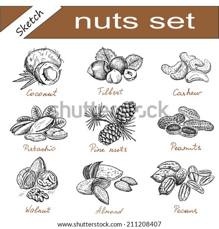 almond and assorted nuts set of vector sketches almond and assorted nuts set of vector sketches