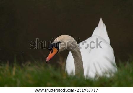 Swan is peeking over a bank
