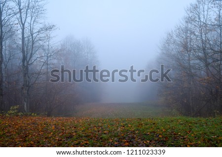 Autumn forest mist fog landscape. Forest fog in autumn forest mist scene. Autumn forest fog mist