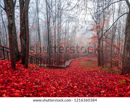 Red autumn mist forest stair way landscape. Autumn forest mist stairway view.  Forest mist stair way in red autumn season. Red autumn fog forest stairway panorama