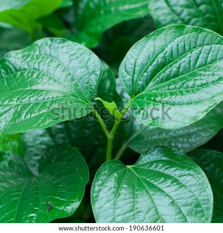 Material. Thai medicinal plants.(Piper sarmentosum Roxb.)