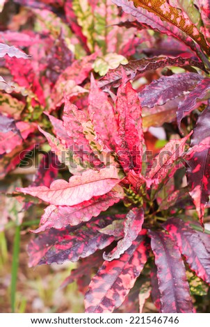 close up colorful of Garden Croton, Variegated Laurel is a kind of tropical plant