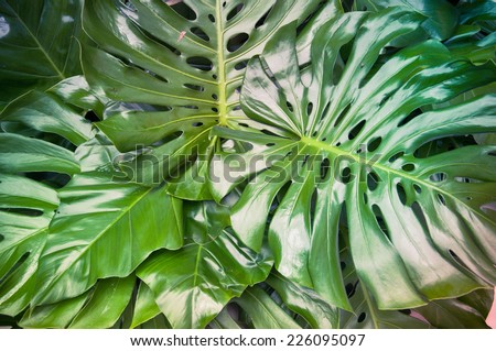 Philodendron monstera obliqua, green leaf background, dark tone