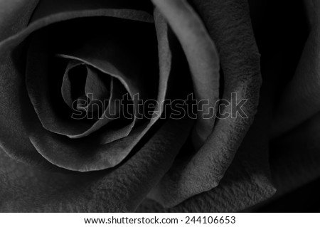 A close up macro shot of a rose,valentine background, black and white