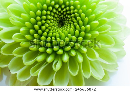 green chrysanthemum isolated on a white background
