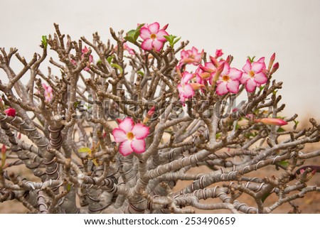 desert rose flower bonsai in flower pot
