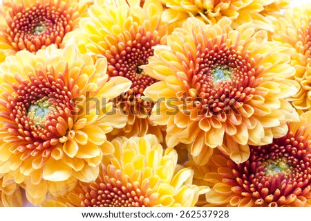 orange chrysanthemum isolated on a white background