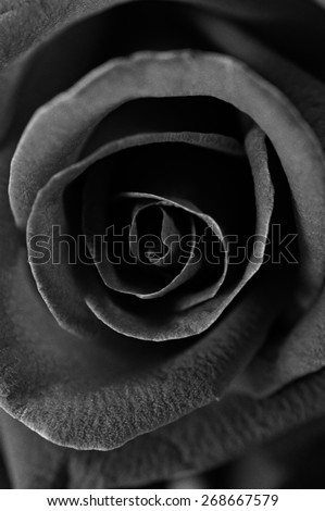 A close up macro shot of a rose,black and white