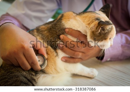 cat with veterinarian doctor. Veterinary clinic