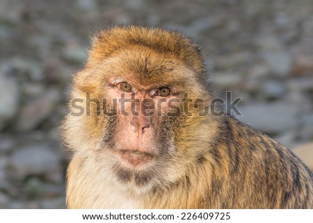 Funny monkey portrait of macaque or macaca.