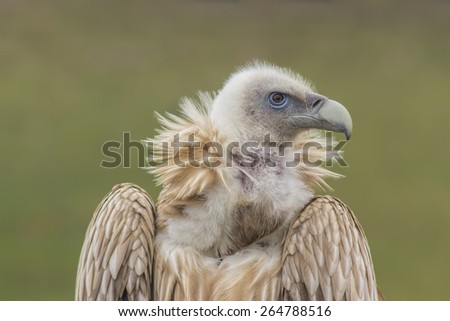 Portrait of Himalayan Griffon, vulture. Majestic animal, bird.