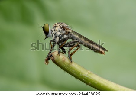 robber fly perched on a limb in order to find food.