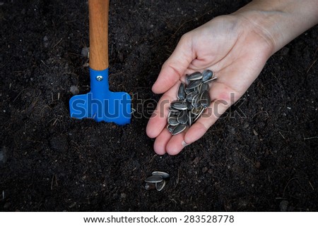 conceptual of hand plant and sunflowers seed in to plantation soil with gardening tool use for growing and planing to future
