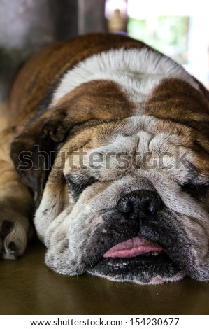 A bulldog is sleeping after a heavy play
