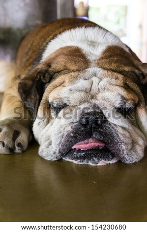 A bulldog is sleeping on a hot day