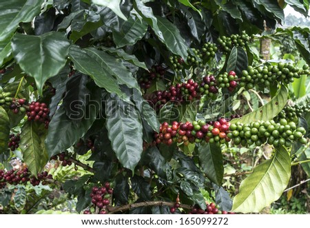 Coffee plantation at Doi Intanon,Thailand