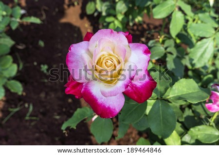Natural pink,white and yellow rose in a garden in summer