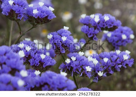 Purple sea lavender or statice