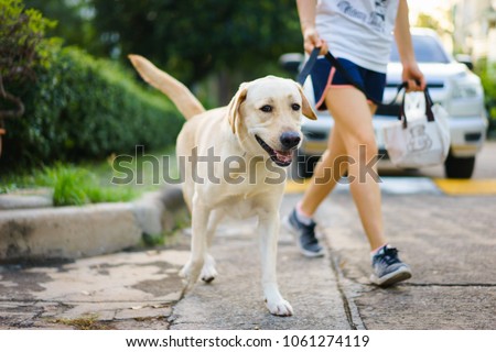 Yellow Labrador Retriever walking besides owner outdoor on pavement